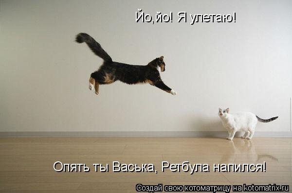 Котоматрица: Йо,йо! Я улетаю! Опять ты Васька, Ретбула напился!