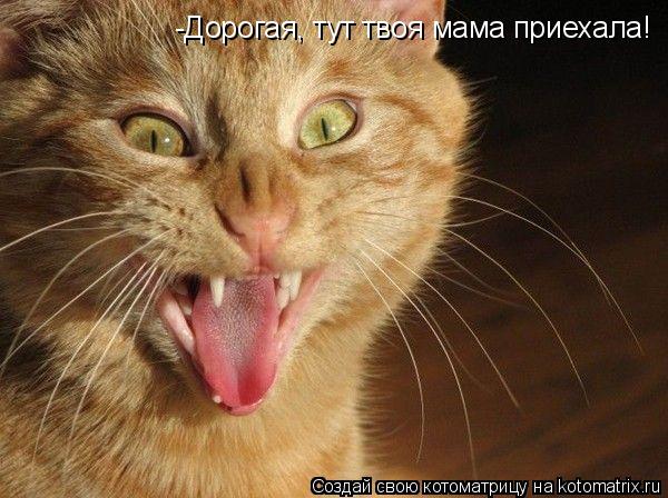 -Дорогая, тут твоя мама приехала!... Котоматрица: -Дорогая, тут твоя мама приехала!