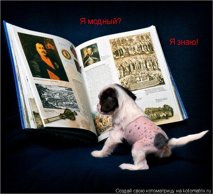 Я модный? Я знаю!... Котоматрица: Я модный? Я знаю!