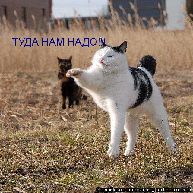 ТУДА НАМ НАДО!!!... Котоматрица: ТУДА НАМ НАДО!!!