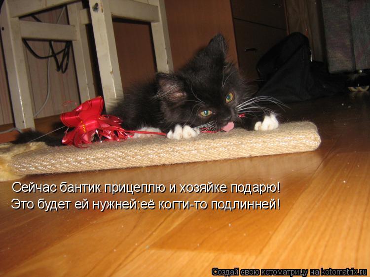 Сейчас бантик прицеплю и хозяйке подарю! Это будет ей нужней:её когти-то подлинней!... Котоматрица: Сейчас бантик прицеплю и хозяйке подарю! Это будет ей нужней:её когти-то подлинней!