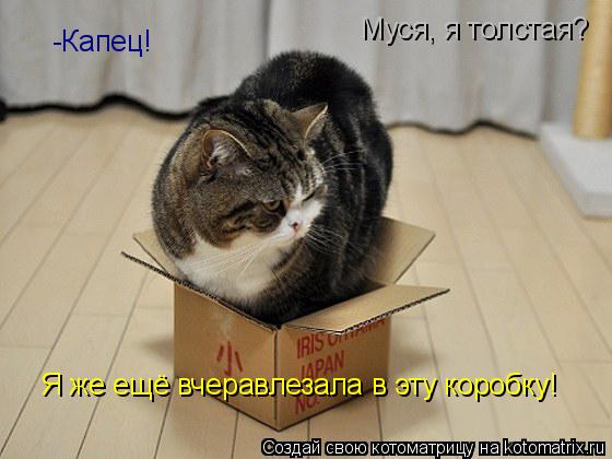 -Капец! Я же ещё вчеравлезала в эту коробку! Муся, я толстая?... Котоматрица: -Капец! Я же ещё вчеравлезала в эту коробку! Муся, я толстая?