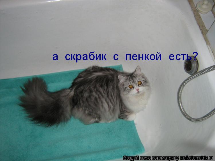 а скрабик с пенкой есть?... Котоматрица: а скрабик с пенкой есть?