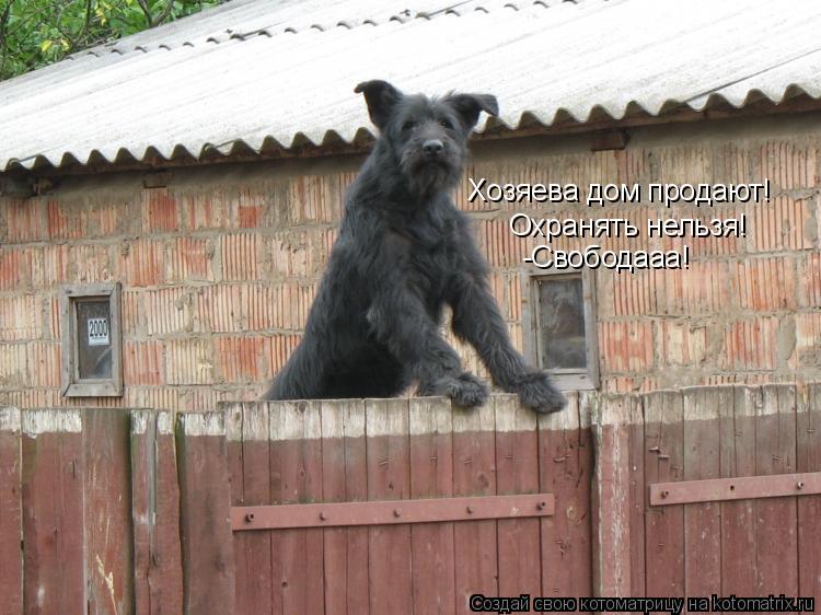 Хозяева дом продают! Охранять нельзя! -Свободааа!... Котоматрица: Хозяева дом продают! Охранять нельзя! -Свободааа!