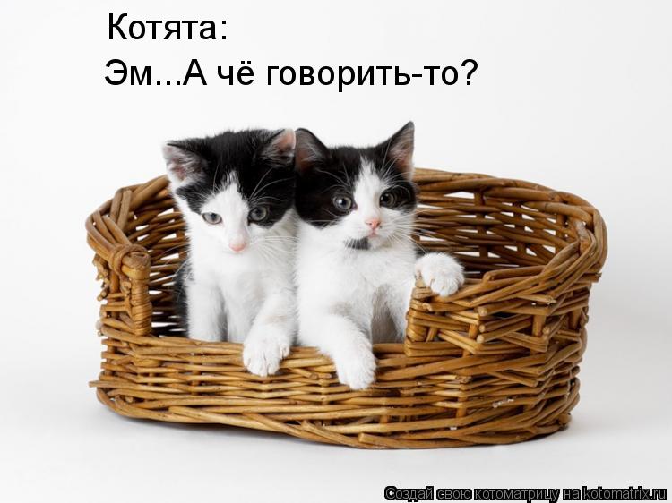 Котята: Эм...А чё говорить-то?... Котоматрица: Котята: Эм...А чё говорить-то?