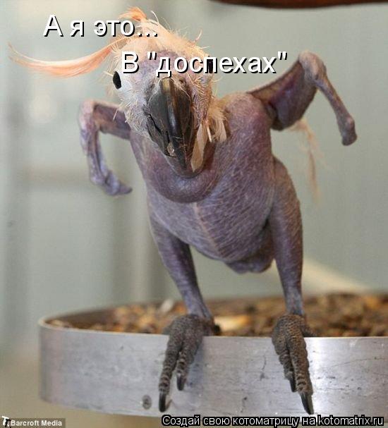 А я это... В "доспехах"... Котоматрица: А я это... В "доспехах"