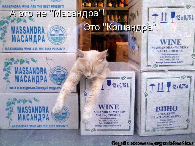А это не "Масандра"! Это "Кошандра"!... Котоматрица: А это не "Масандра"! Это "Кошандра"!