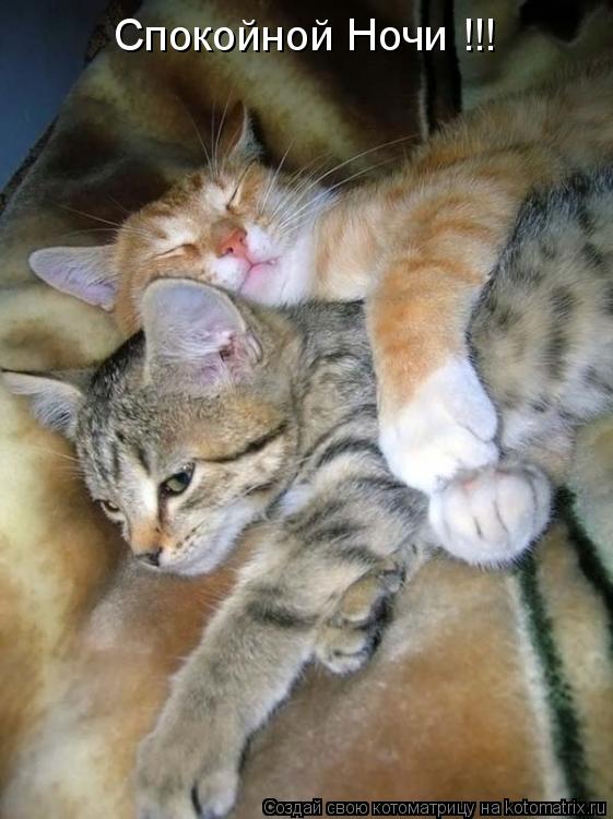 Спокойной Ночи !!!... Котоматрица: Спокойной Ночи !!!