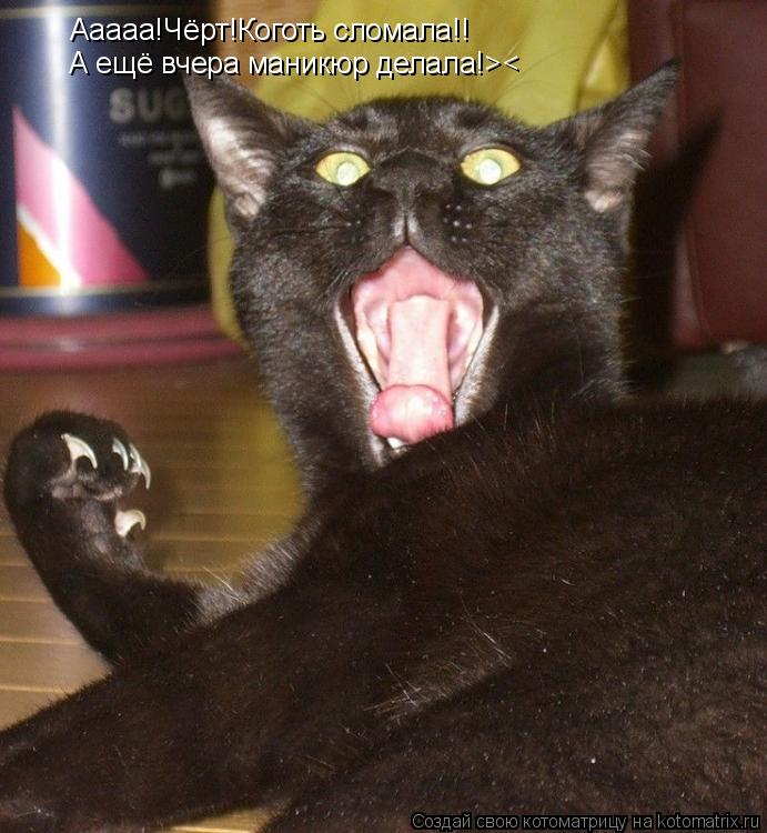 Ааааа!Чёрт!Коготь сломала!! А ещё вчера маникюр делала!><... Котоматрица: Ааааа!Чёрт!Коготь сломала!! А ещё вчера маникюр делала!><