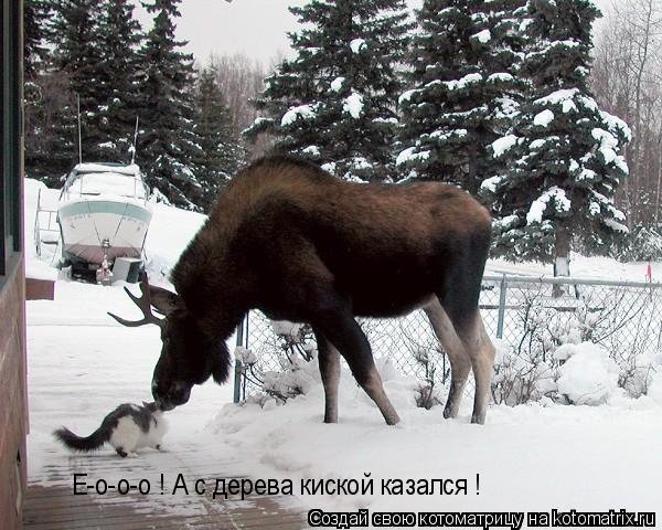 Е-о-о-о ! А с дерева киской казался !... Котоматрица: Е-о-о-о ! А с дерева киской казался !