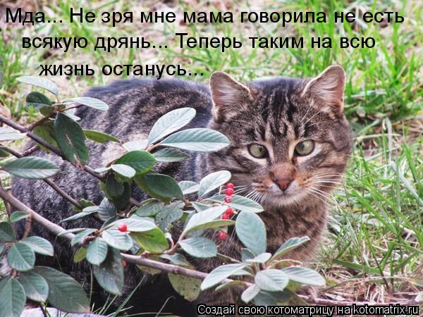 Мда... Не зря мне мама говорила не есть всякую дрянь... Теперь таким на всю жизнь останусь...... Котоматрица: Мда... Не зря мне мама говорила не есть всякую дрянь... Теперь таким на всю жизнь останусь...