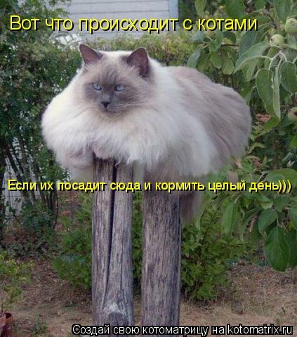 Вот что происходит с котами Если их посадит сюда и кормить целый день)))... Котоматрица: Вот что происходит с котами Если их посадит сюда и кормить целый день)))