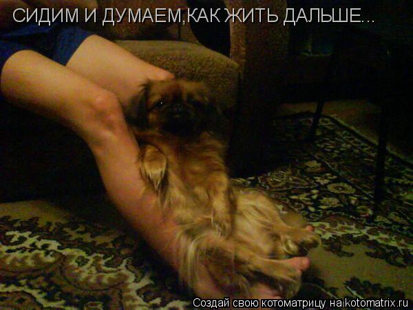 СИДИМ И ДУМАЕМ,КАК ЖИТЬ ДАЛЬШЕ...... Котоматрица: СИДИМ И ДУМАЕМ,КАК ЖИТЬ ДАЛЬШЕ...