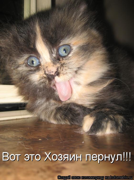Вот это Хозяин пернул!!!... Котоматрица: Вот это Хозяин пернул!!!