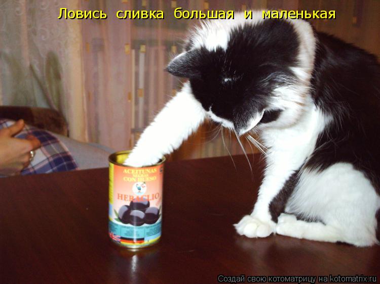 Ловись сливка большая и маленькая... Котоматрица: Ловись сливка большая и маленькая