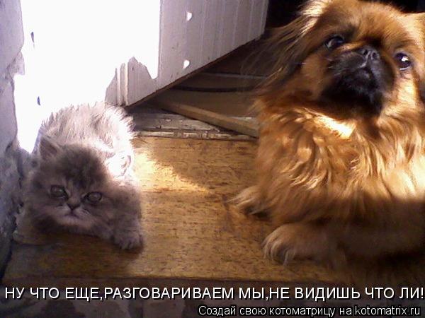 НУ ЧТО ЕЩЕ,РАЗГОВАРИВАЕМ МЫ,НЕ ВИДИШЬ ЧТО ЛИ!... Котоматрица: НУ ЧТО ЕЩЕ,РАЗГОВАРИВАЕМ МЫ,НЕ ВИДИШЬ ЧТО ЛИ!