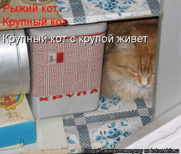 Котоматрица: Рыжий кот, Крупный кот. Крупный кот с крупой живет.