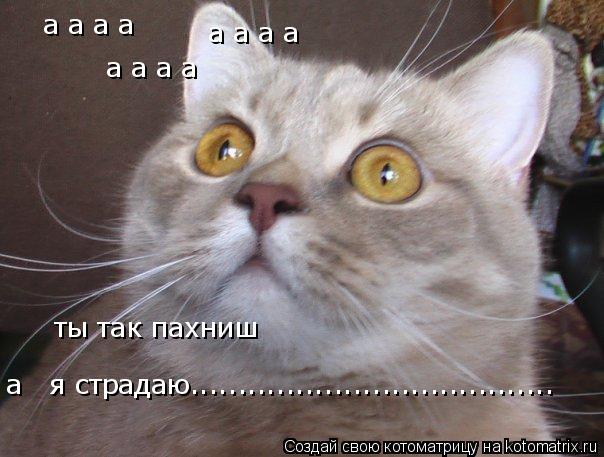 Котоматрица: а а а а  а а а а  а а а а  ты так пахниш а   я страдаю......................................