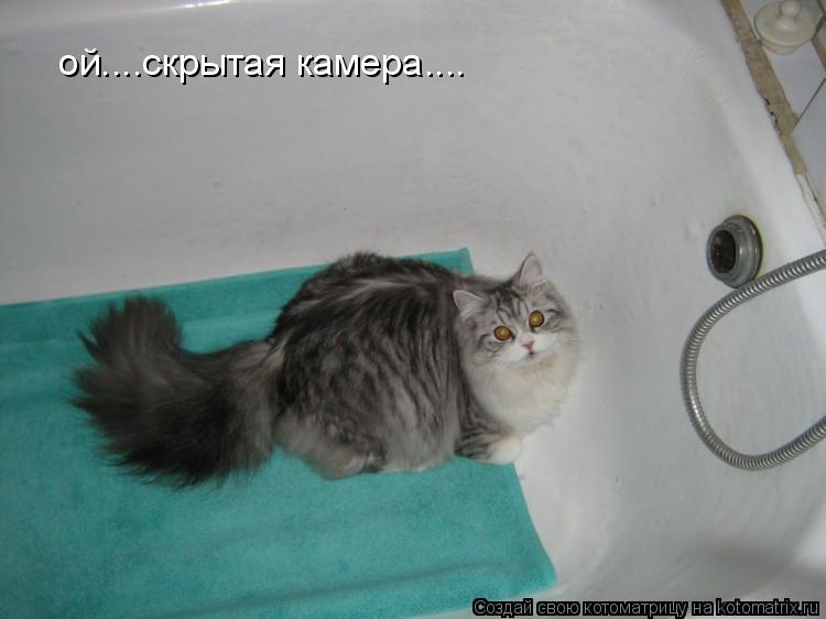 Котоматрица: ой....скрытая камера.... ой....скрытая камера....
