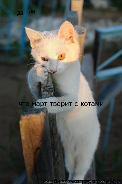 Котоматрица: да. да. что март творит с котами