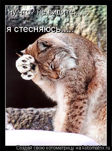 Котоматрица: ну что? не видите....... я стесняюсь.....