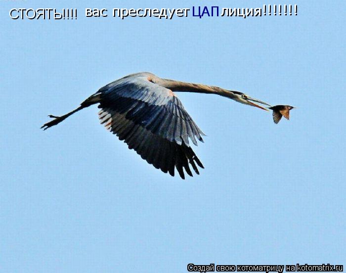 Котоматрица: СТОЯТЬ!!!! вас преследует ЦАП лиция !!!!!!!