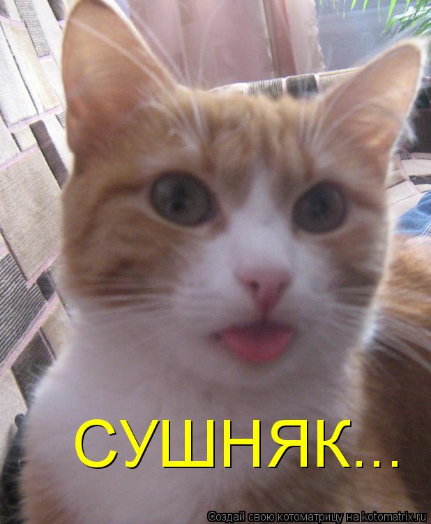 СУШНЯК...... Котоматрица: СУШНЯК...