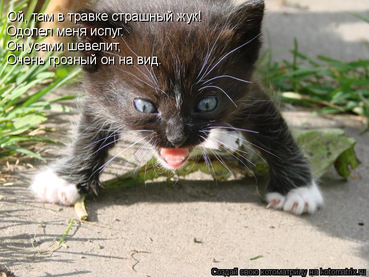 Ой, там в травке страшный жук! Одолел меня испуг. Он усами шевелит, Очень грозный он на вид.... Котоматрица: Ой, там в травке страшный жук! Одолел меня испуг. Он усами шевелит, Очень грозный он на вид.