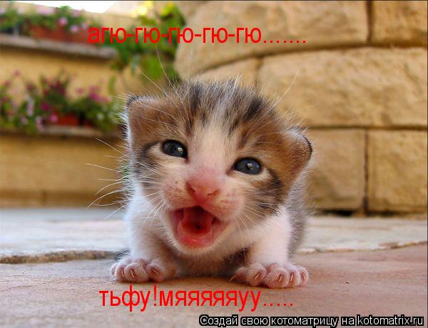 агю-гю-гю-гю-гю....... тьфу!мяяяяяуу........ Котоматрица: агю-гю-гю-гю-гю....... тьфу!мяяяяяуу.....