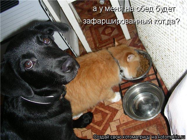 а у меня на обед будет зафаршированный кот,да?... Котоматрица: а у меня на обед будет зафаршированный кот,да?