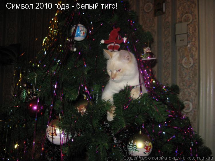 Символ 2010 года - белый тигр!... Котоматрица: Символ 2010 года - белый тигр!