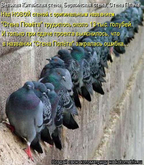 Котоматрица: Над НОВОЙ стеной с оригинальным названием   И только при сдаче проекта выяснилось, что  "Стена Помёта" трудилось около 13 тыс. голубей. в назва