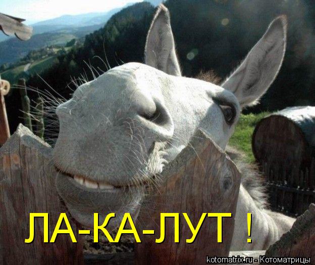 ЛА-КА-ЛУТ !... Котоматрица: ЛА-КА-ЛУТ !
