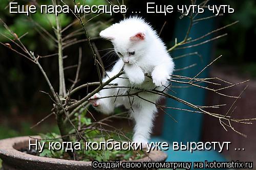 Еще пара месяцев ... Еще чуть чуть Ну когда колбаски уже вырастут ...... Котоматрица: Еще пара месяцев ... Еще чуть чуть Ну когда колбаски уже вырастут ...