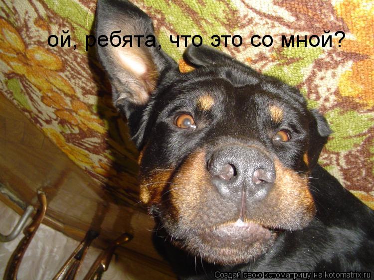 ой, ребята, что это со мной?... Котоматрица: ой, ребята, что это со мной?