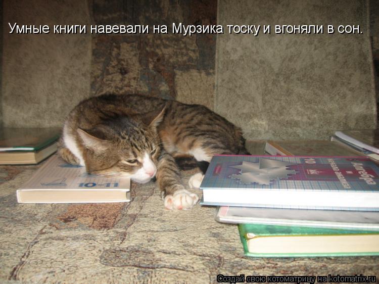 Умные книги навевали на Мурзика тоску и вгоняли в сон.... Котоматрица: Умные книги навевали на Мурзика тоску и вгоняли в сон.