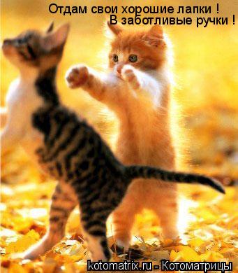 Отдам свои хорошие лапки ! В заботливые ручки !... Котоматрица: Отдам свои хорошие лапки ! В заботливые ручки !