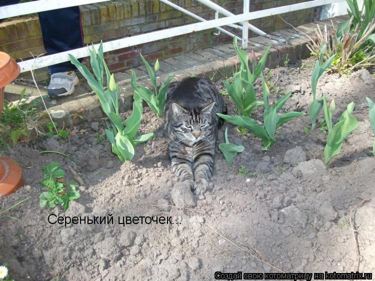 Серенький цветочек...... Котоматрица: Серенький цветочек...