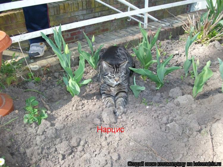 Нарцис... Котоматрица: Нарцис