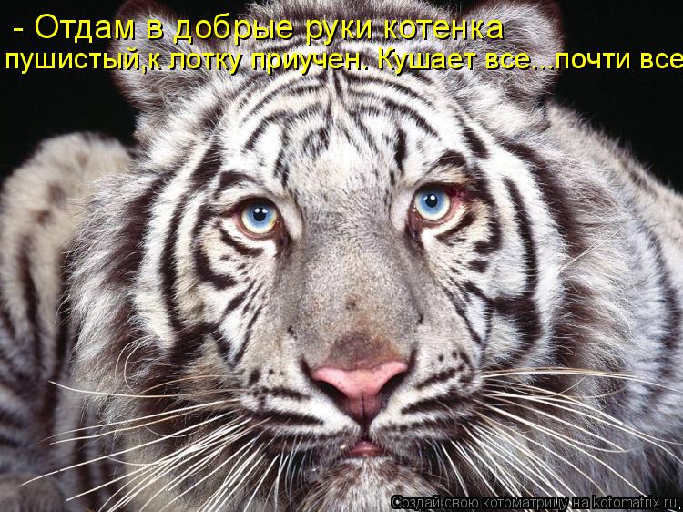 - Отдам в добрые руки котенка пушистый,к лотку приучен. Кушает все...почти все.... Котоматрица: - Отдам в добрые руки котенка пушистый,к лотку приучен. Кушает все...почти все.