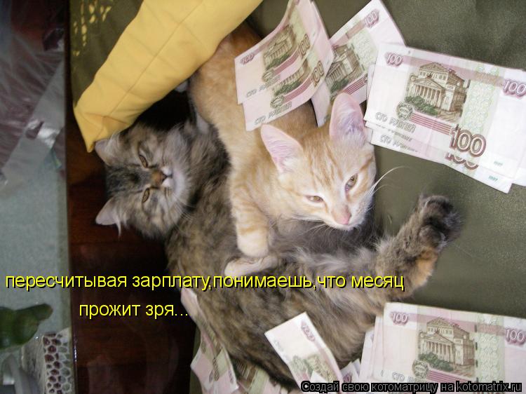 пересчитывая зарплату,понимаешь,что месяц прожит зря...... Котоматрица: пересчитывая зарплату,понимаешь,что месяц прожит зря...