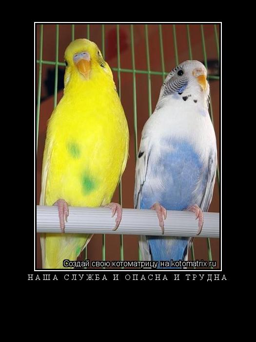 Наша служба и опасна и трудна ... Котоматрица: Наша служба и опасна и трудна