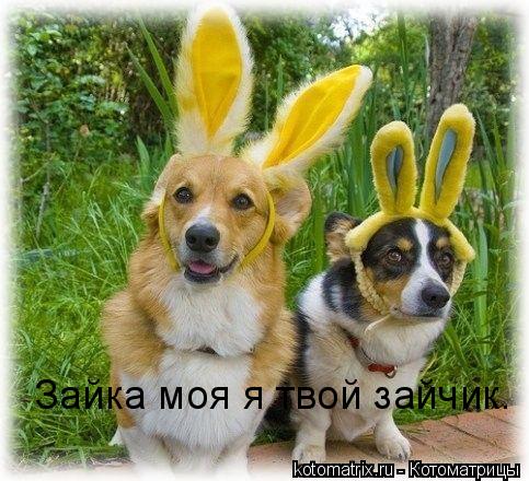 Котоматрица: Зайка моя я твой зайчик.