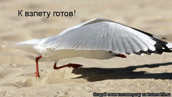 Котоматрица: К взлету готов!