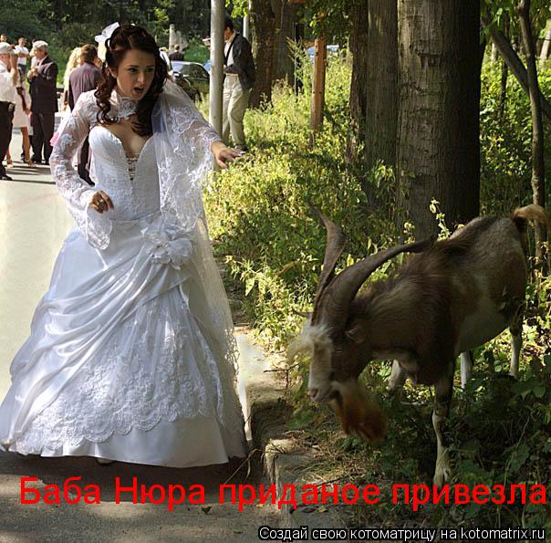 Котоматрица: Баба Нюра приданое привезла