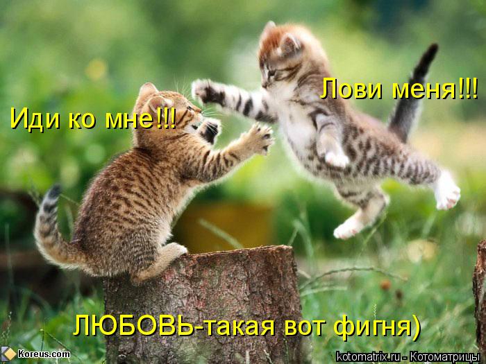 Котоматрица: Иди ко мне!!! Лови меня!!! ЛЮБОВЬ-такая вот фигня)