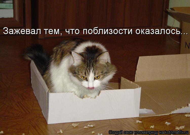 Зажевал тем, что поблизости оказалось...... Котоматрица: Зажевал тем, что поблизости оказалось...