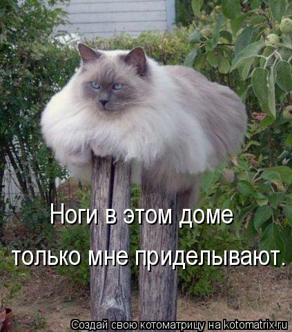 Ноги в этом доме только мне приделывают.... Котоматрица: Ноги в этом доме только мне приделывают.