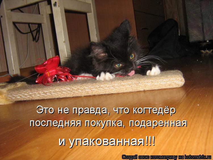 Это не правда, что когтедёр последняя покупка, подаренная и упакованная!!!... Котоматрица: Это не правда, что когтедёр последняя покупка, подаренная и упакованная!!!