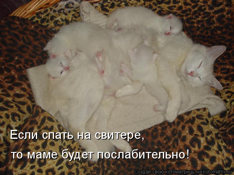Если спать на свитере, то маме будет послабительно!... Котоматрица: Если спать на свитере, то маме будет послабительно!